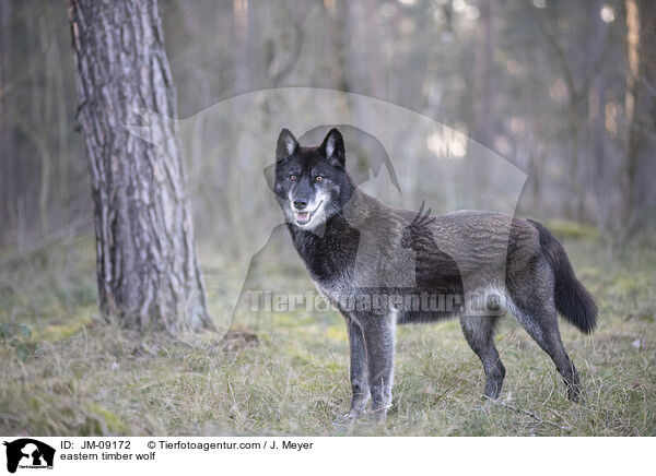 eastern timber wolf / JM-09172