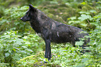 standing Eastern timber wolf