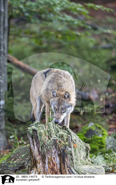 Eurasischer Grauwolf / eurasian greywolf / MBS-14675