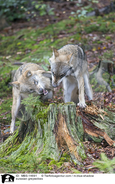 Eurasische Grauwlfe / eurasian greywolves / MBS-14691