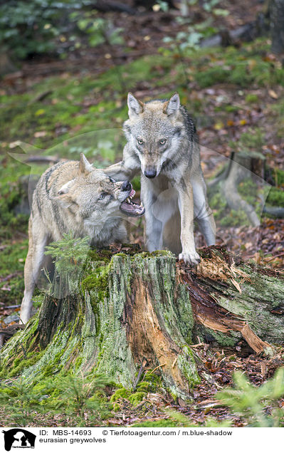 Eurasische Grauwlfe / eurasian greywolves / MBS-14693