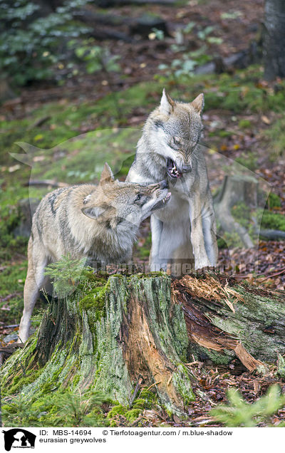 Eurasische Grauwlfe / eurasian greywolves / MBS-14694