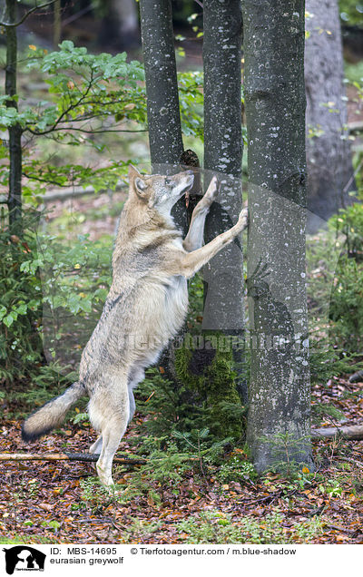 Eurasischer Grauwolf / eurasian greywolf / MBS-14695