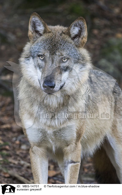 Eurasischer Grauwolf / eurasian greywolf / MBS-14701