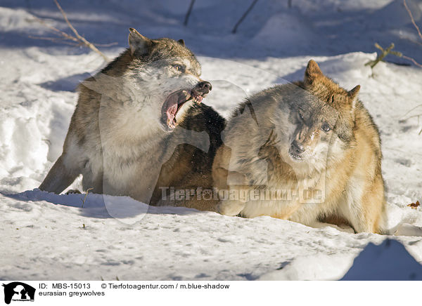 Eurasische Grauwlfe / eurasian greywolves / MBS-15013