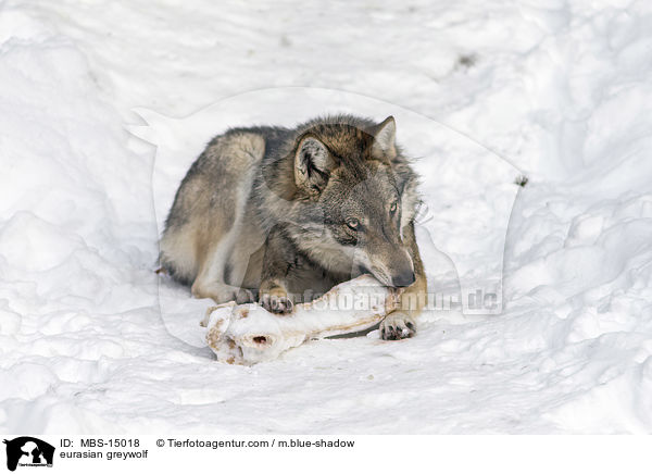 Eurasischer Grauwolf / eurasian greywolf / MBS-15018