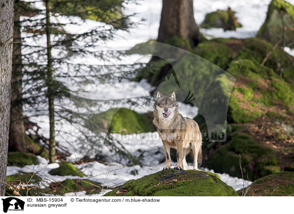 Eurasischer Grauwolf / eurasian greywolf / MBS-15904