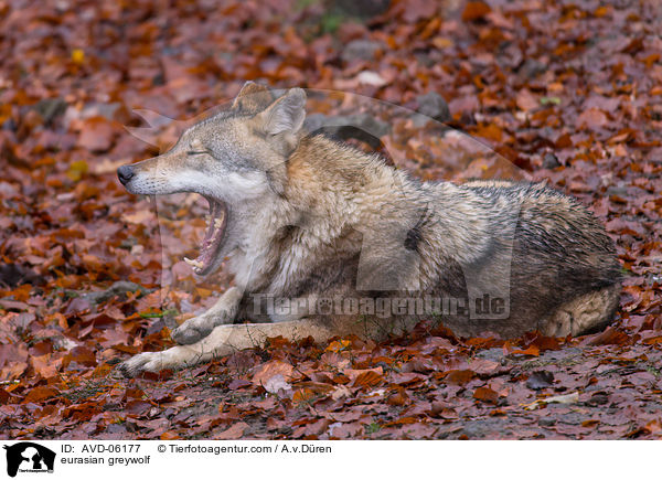 Eurasischer Grauwolf / eurasian greywolf / AVD-06177