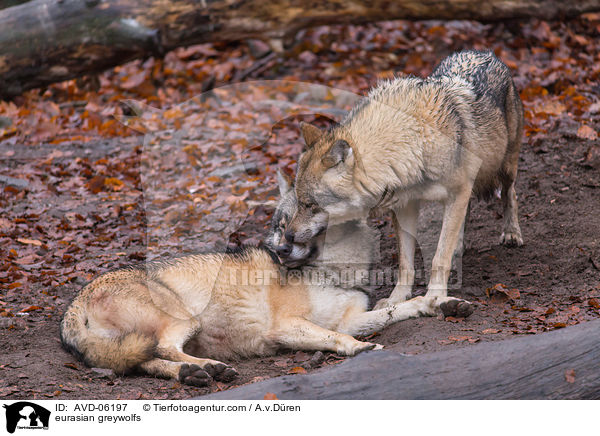 Eurasische Grauwlfe / eurasian greywolfs / AVD-06197