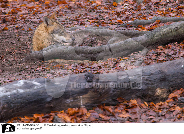 Eurasischer Grauwolf / eurasian greywolf / AVD-06200