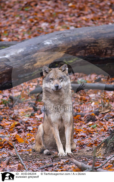 Eurasischer Grauwolf / eurasian greywolf / AVD-06204