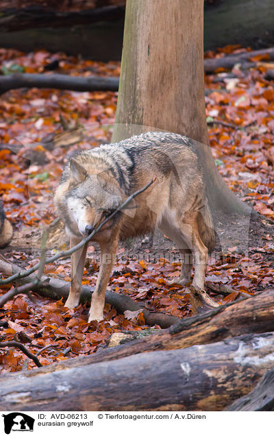 Eurasischer Grauwolf / eurasian greywolf / AVD-06213