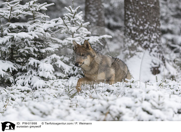 Eurasischer Grauwolf / eurasian greywolf / PW-01998