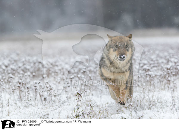 Eurasischer Grauwolf / eurasian greywolf / PW-02009