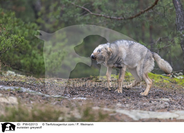 Eurasischer Grauwolf / eurasian greywolf / PW-02013