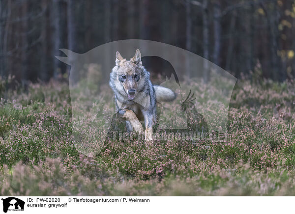 Eurasischer Grauwolf / eurasian greywolf / PW-02020