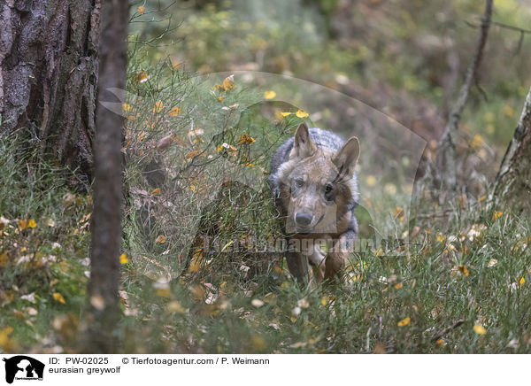 Eurasischer Grauwolf / eurasian greywolf / PW-02025