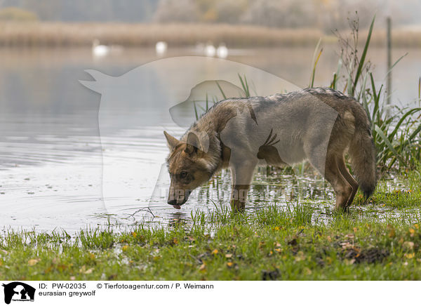 Eurasischer Grauwolf / eurasian greywolf / PW-02035