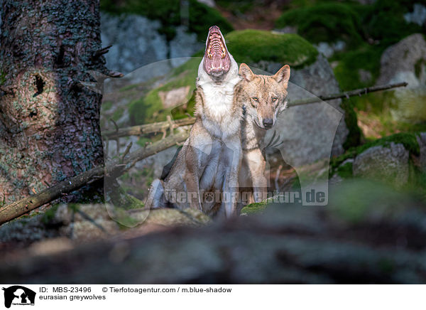 Eurasische Grauwlfe / eurasian greywolves / MBS-23496