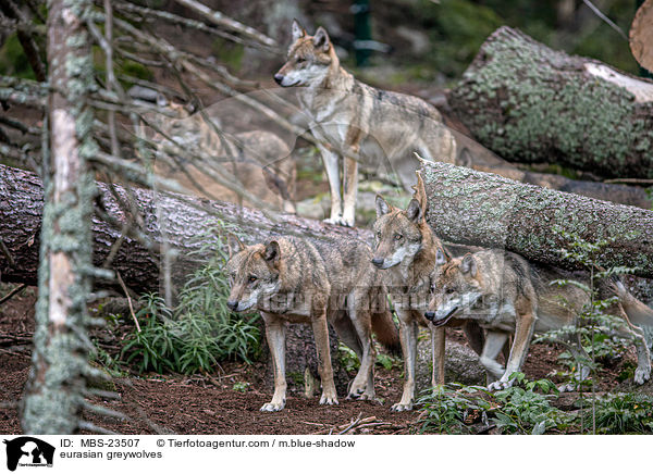 Eurasische Grauwlfe / eurasian greywolves / MBS-23507