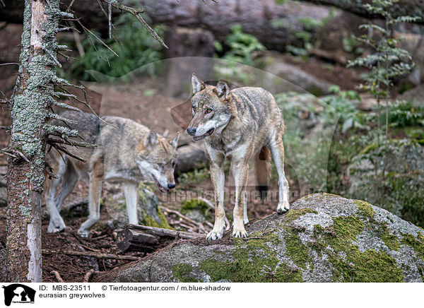 Eurasische Grauwlfe / eurasian greywolves / MBS-23511