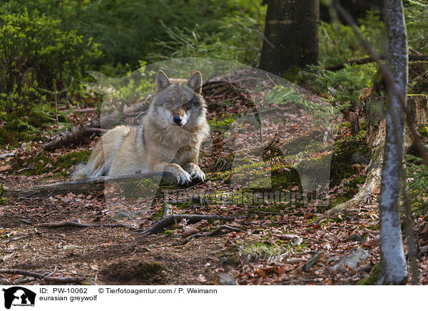 Eurasischer Grauwolf / eurasian greywolf / PW-10062
