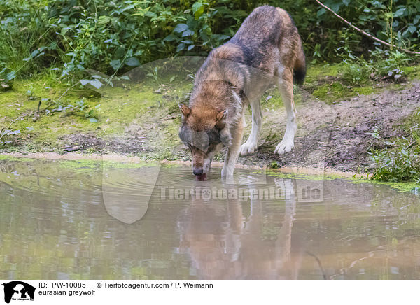 Eurasischer Grauwolf / eurasian greywolf / PW-10085