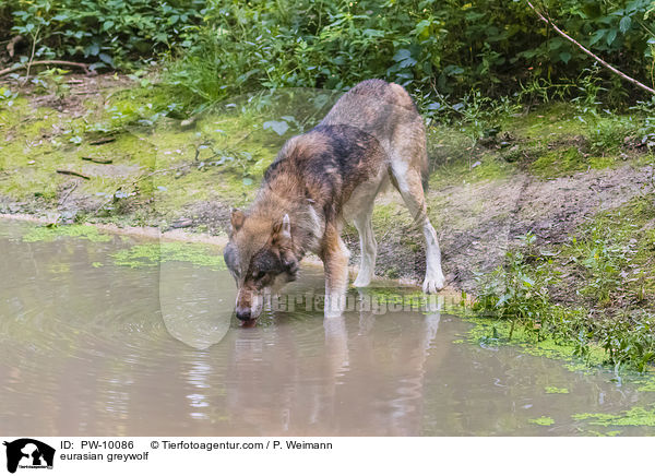 Eurasischer Grauwolf / eurasian greywolf / PW-10086