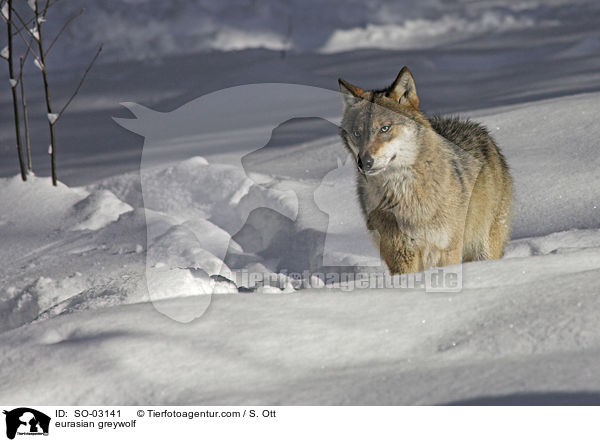 Eurasischer Grauwolf / eurasian greywolf / SO-03141