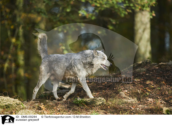Eurasischer Grauwolf / eurasian greywolf / DMS-09284