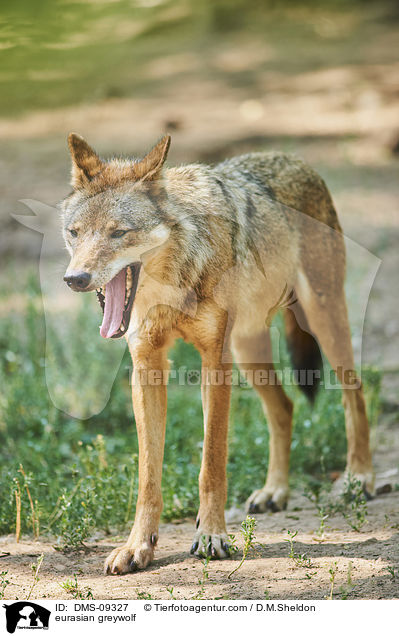 Eurasischer Grauwol / eurasian greywolf / DMS-09327