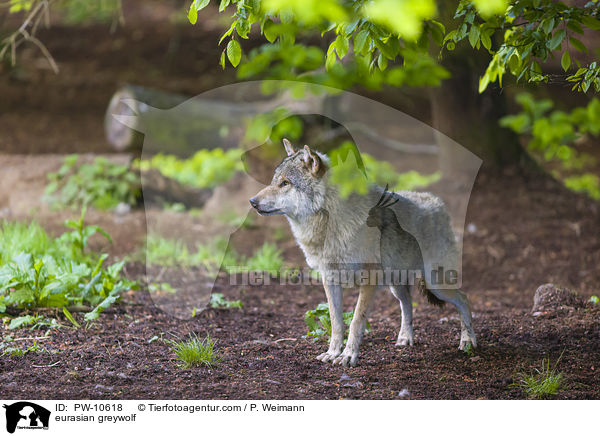 Eurasischer Grauwolf / eurasian greywolf / PW-10618