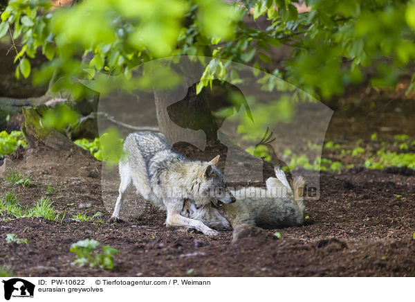 Eurasische Grauwlfe / eurasian greywolves / PW-10622