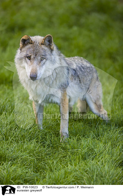 Eurasischer Grauwolf / eurasian greywolf / PW-10623
