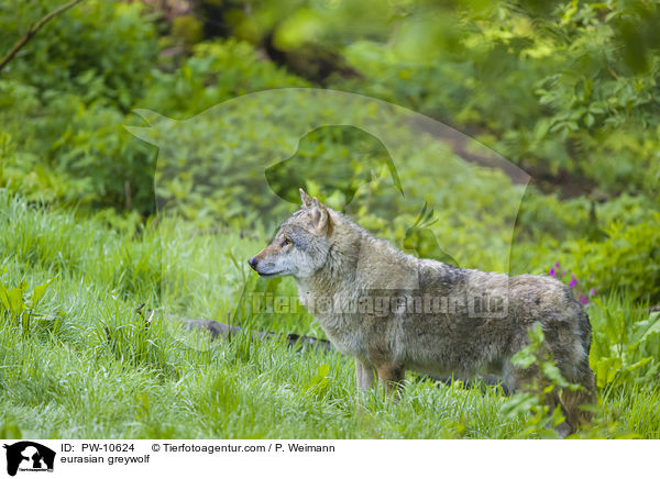 Eurasischer Grauwolf / eurasian greywolf / PW-10624