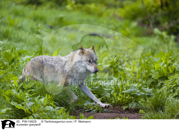 Eurasischer Grauwolf / eurasian greywolf / PW-10625