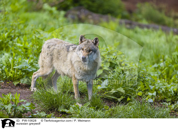 Eurasischer Grauwolf / eurasian greywolf / PW-10628