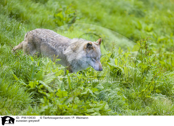 Eurasischer Grauwolf / eurasian greywolf / PW-10630