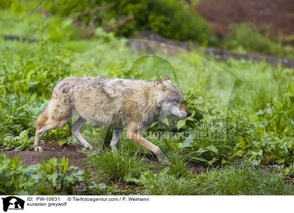 Eurasischer Grauwolf / eurasian greywolf / PW-10631