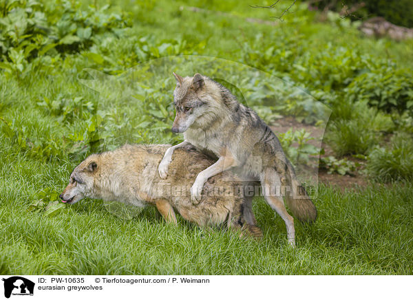 Eurasische Grauwlfe / eurasian greywolves / PW-10635