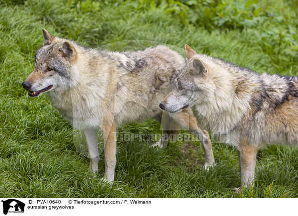 Eurasische Grauwlfe / eurasian greywolves / PW-10640