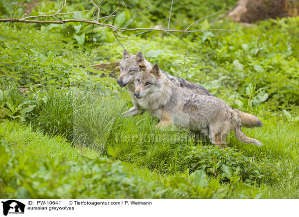 Eurasische Grauwlfe / eurasian greywolves / PW-10641