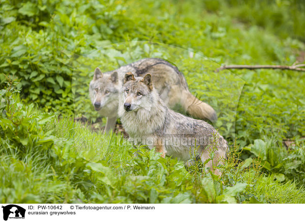 Eurasische Grauwlfe / eurasian greywolves / PW-10642