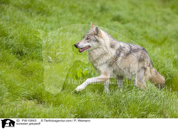 Eurasischer Grauwolf / eurasian greywolf / PW-10643