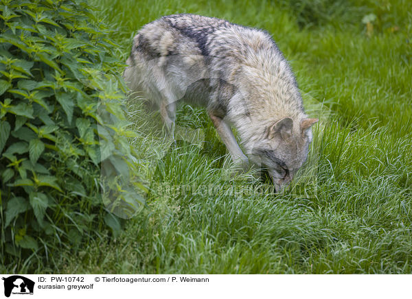 Eurasischer Grauwolf / eurasian greywolf / PW-10742