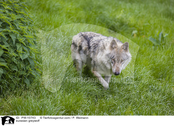 Eurasischer Grauwolf / eurasian greywolf / PW-10743