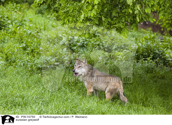 Eurasischer Grauwolf / eurasian greywolf / PW-10750