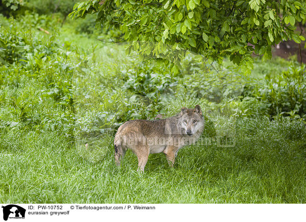 Eurasischer Grauwolf / eurasian greywolf / PW-10752