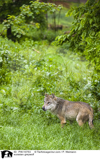 Eurasischer Grauwolf / eurasian greywolf / PW-10753