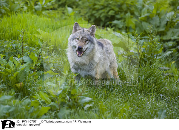 Eurasischer Grauwolf / eurasian greywolf / PW-10757